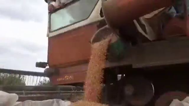 Нива ск5 жнём пшеницу и третии́ калии́ смотреть онлайн