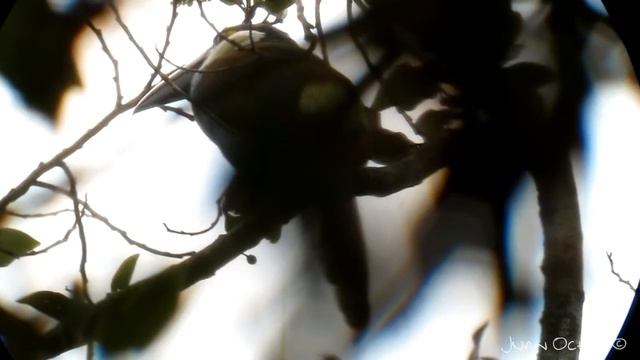 Andigena nigrirostris смотреть онлайн