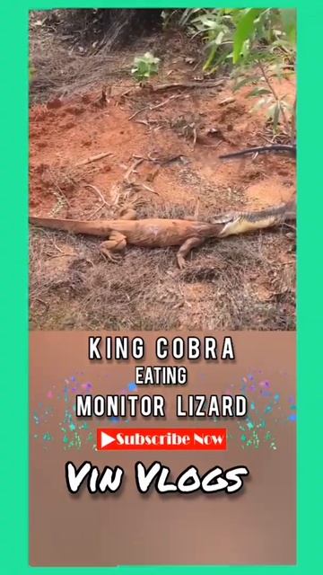 🐍King Cobra Eating Monitor Lizard 🦎 | 😱😱 | #youtube #shortvideos #vinvlogsbyvineshvarkala смотреть онлайн