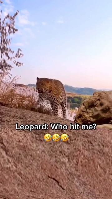 Leopard; Who hit me？ #shorts смотреть онлайн