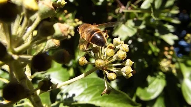 hoverfly смотреть онлайн