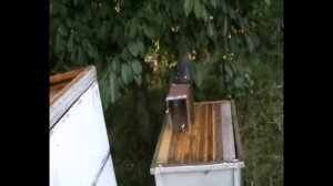 Пчеловод Енговатов Владимир принимает решение. 61. 00