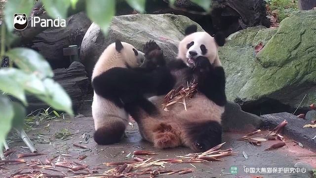 Не трогай мои вкусняшки|CCTV Русский смотреть онлайн