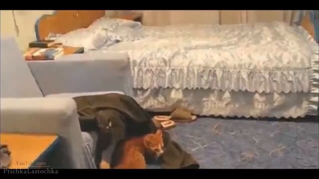 Реакция кота на песню Джастина Бибера | Reaction cat on song by Justin Bieber смотреть онлайн