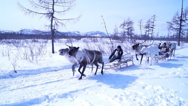 Финиш гонок на оленьих упряжках смотреть онлайн
