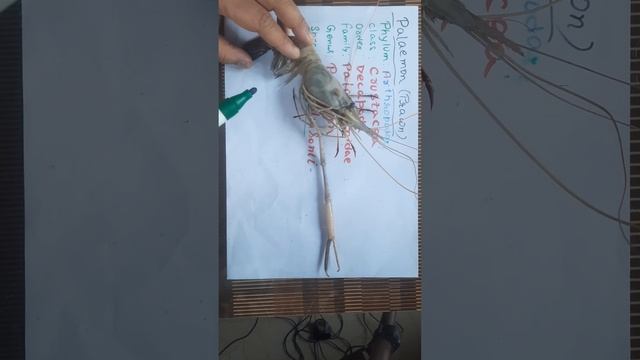 ###Prawn## Palaemon## смотреть онлайн