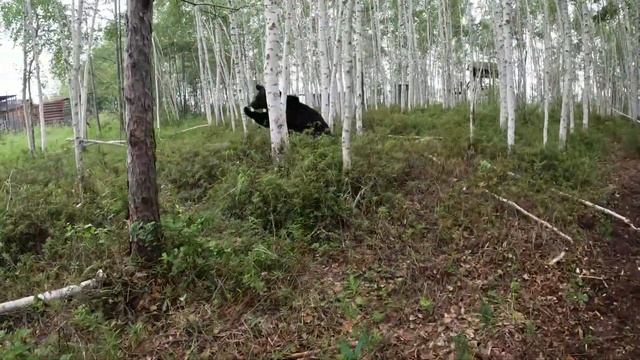 Медведи куда-то бегут. смотреть онлайн