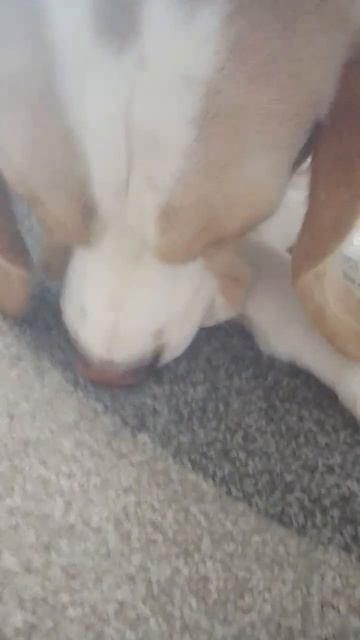 попа бобра 29 декабря 2023 г. смотреть онлайн