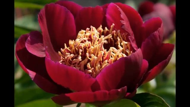 Май - Июнь, 2011 - Пионы смотреть онлайн