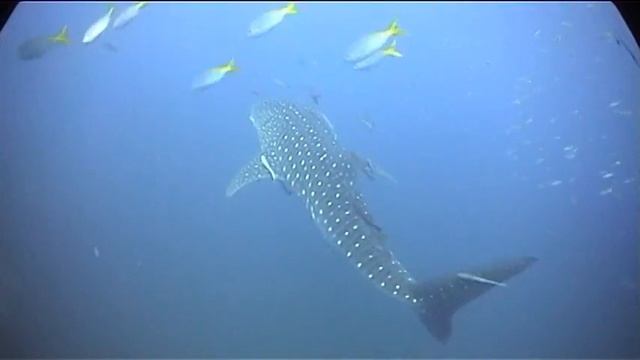 whale shark Koh Tao Thailand May 2009 смотреть онлайн
