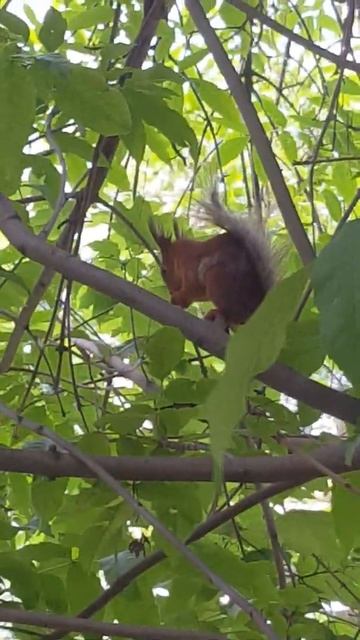 Белочка в Москве смотреть онлайн