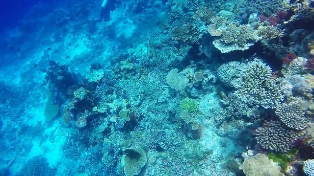 Sea Snake смотреть онлайн