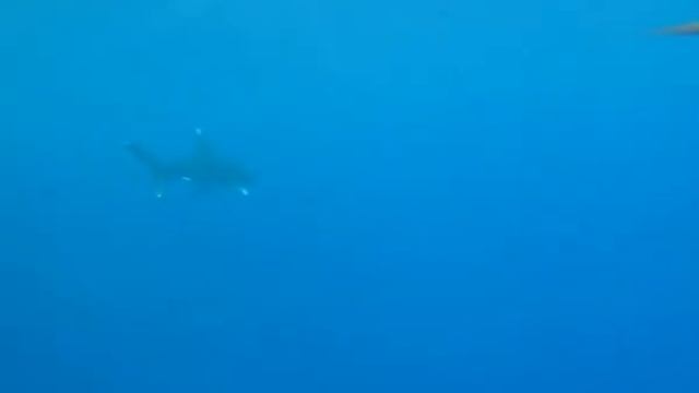 Egypte 2010 - Croisière BDE смотреть онлайн