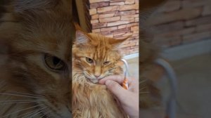 Акне(чёрные точки)у кошек