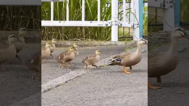 Adventurous Mother and ducklings смотреть онлайн