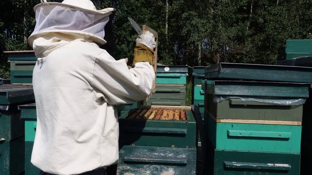 Отбираю мед с гречихи и по пути меняю матки смотреть онлайн