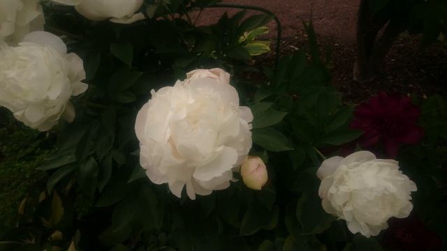 Юбилейный ГБС смотреть онлайн