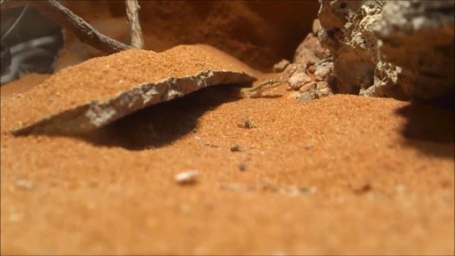 Tropicolotes Tripolitanus смотреть онлайн