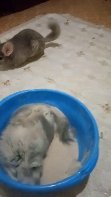 шиншиллы смотреть онлайн