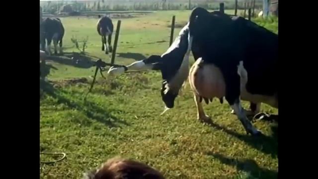 Intelligent Technology Smart Farming Automatic Cow Milking Machine, Sheep Shearing, Crazy Pig смотреть онлайн
