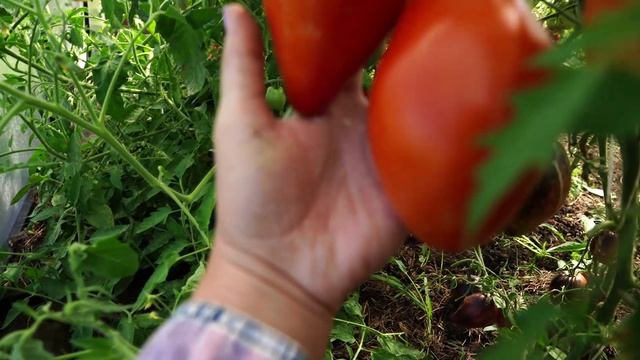 Проверенные сорта томатов обзор самых лучших смотреть онлайн