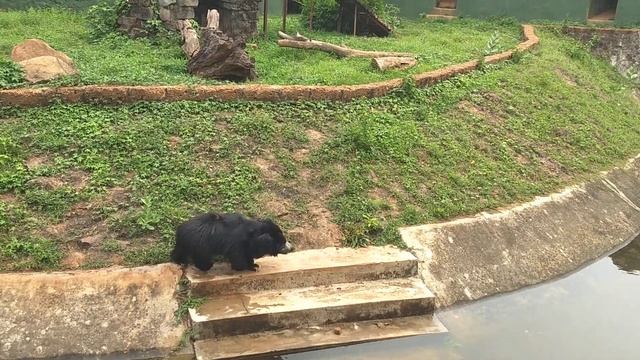 Sloth Bear - Melursus ursinus || Height 3' Feet || Weight 145 Kg смотреть онлайн