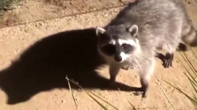 Еноты пошли на дело, бандиты