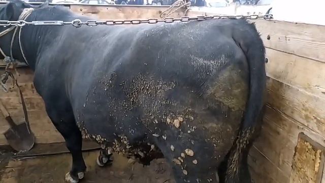 МОЛБОЗОРИ ЁВОН АЗ ХАМА БУКАИ КАЛОНТАРИН ВЕС-600КГ САВДО ШИД 15000.СОМ! смотреть онлайн