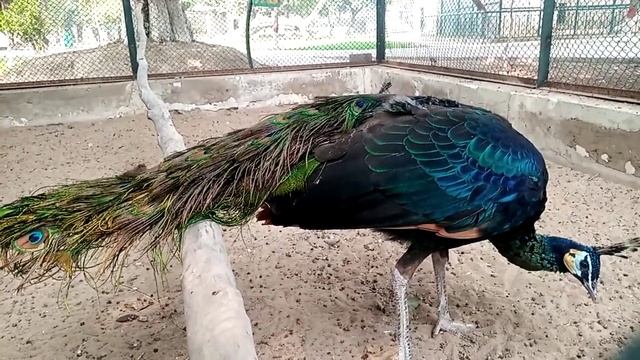 Male & Female Peacocks смотреть онлайн