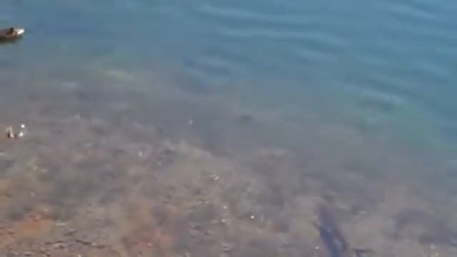 Щука охотиться на утку. смотреть онлайн