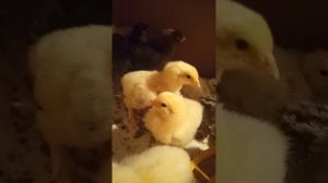 Брама,кохинхин, шелковые и помесные цыплята.