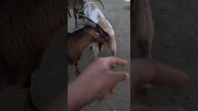 Goat fight SFzoo смотреть онлайн