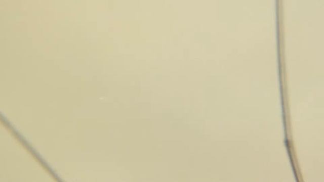 Nephrotoma flavipalpis смотреть онлайн