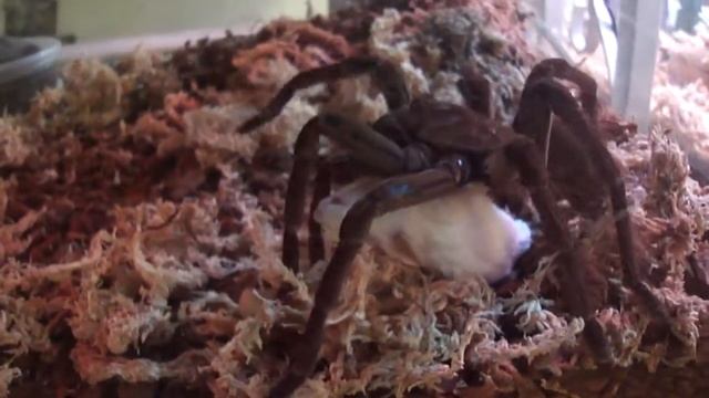 GOLIATH BIRD EATING SPIDER EATING MOUSE смотреть онлайн