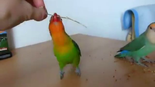 Неразлучник Фишера смотреть онлайн