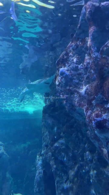 aquarium relax for sleep смотреть онлайн