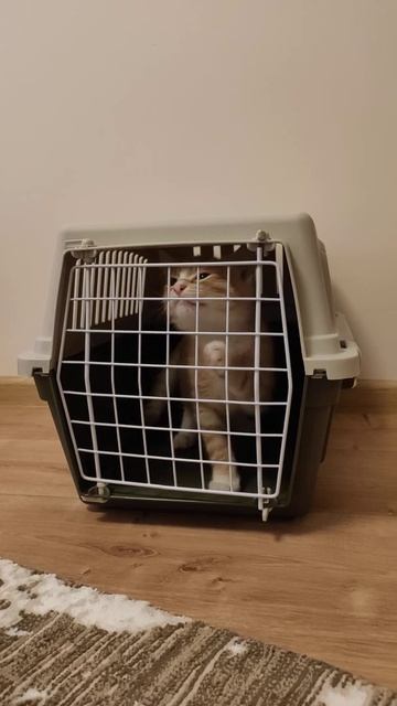 Контейнер-переноска Ferplast Atlas 10 El 48х32.5х29 см смотреть онлайн