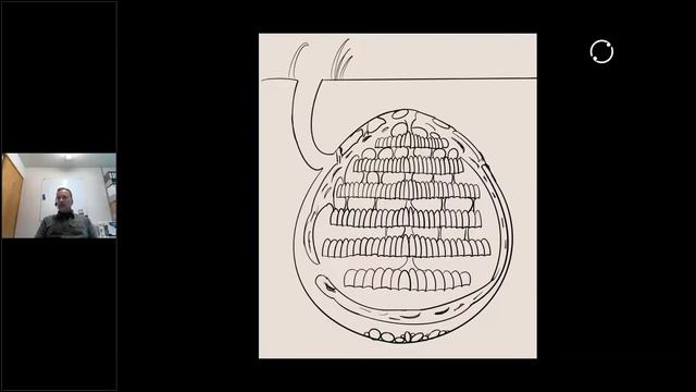 LINKOnline Webinar : Wasp Busting Biocontrol – New agents to be released смотреть онлайн