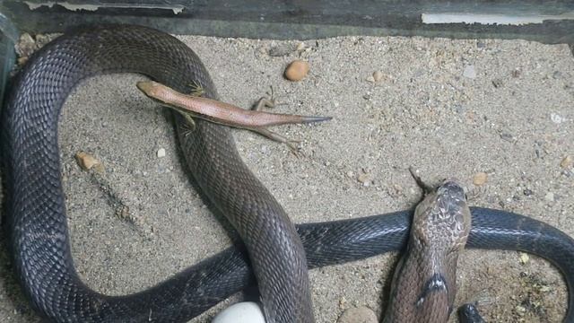 La Cobra Real, ¡Un Asesino Silencioso! смотреть онлайн