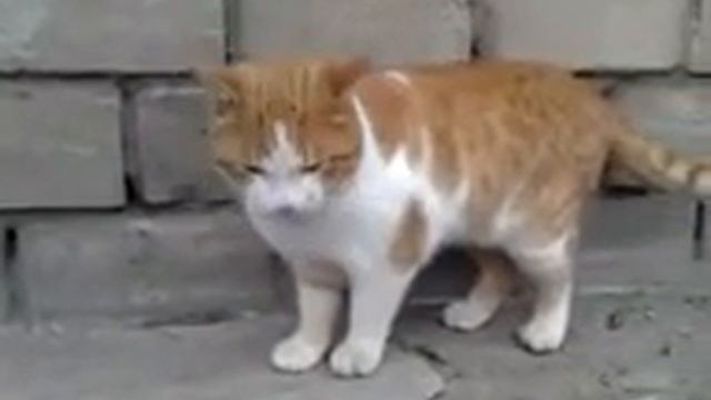 Рыжий на прогулке смотреть онлайн