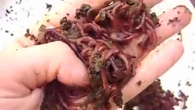 Lombrices Rojas Californanas (Eisenia Fetida) смотреть онлайн