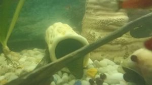 Сом присоска: разведения в домашних условиях