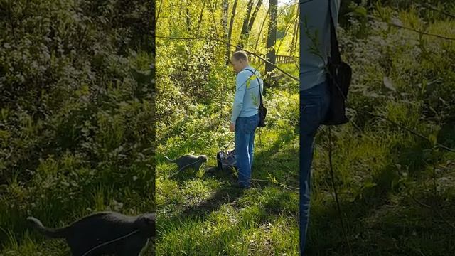 Мы с кошкой Маргошкой на прогулке в лесу смотреть онлайн