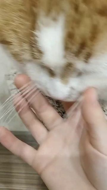 #SweetSnap/Мой котик такой милашечка❤️❤️❤️😻🏵️🌸🏵️ смотреть онлайн