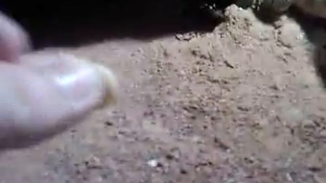 acanthurus смотреть онлайн
