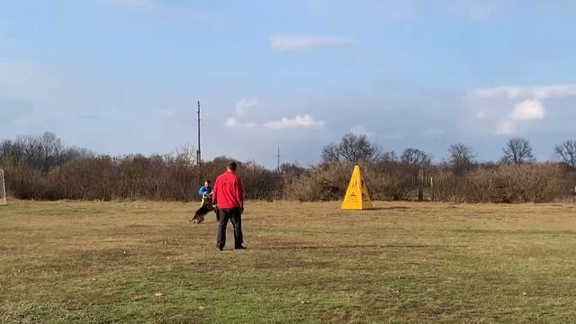 Ursus vom Senezh see, Чемпионат ЦФО Воронеж 2019, IGP-1, раздел С-94 балла смотреть онлайн