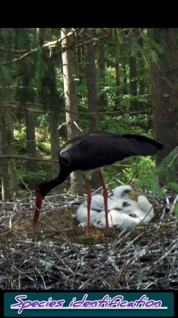 amazing birds black stork and babies #amazingbird #blackstork #babies смотреть онлайн