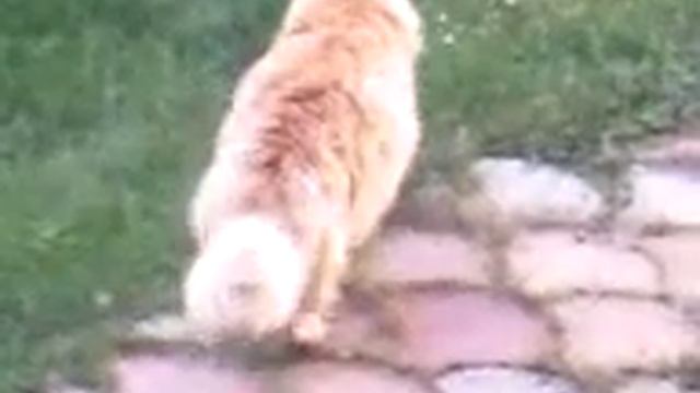 Кот смотреть онлайн