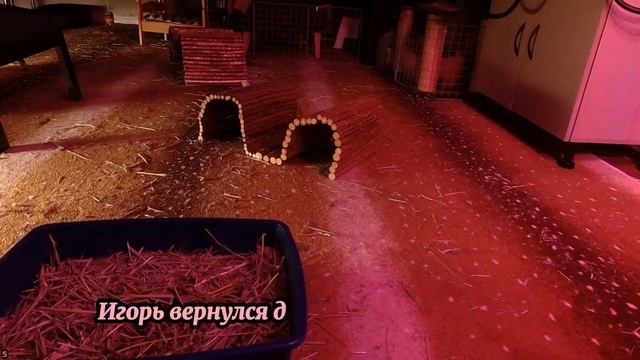 Тёща, пойдем со мной в спальню смотреть онлайн