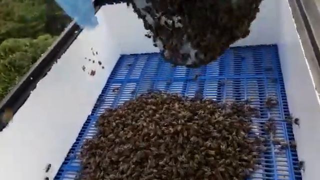 Заселение роя в улей через генемановскую решетку, первая часть. смотреть онлайн